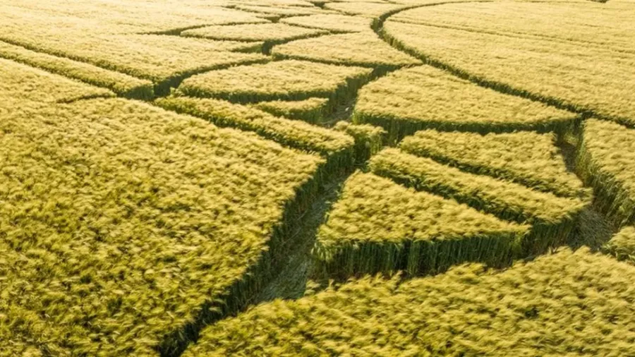英格兰威尔特郡有380个麦田怪圈 可能是世界上Crop Circl最多县