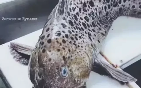 俄罗斯惊现深海恐怖怪鱼 疑似来自外太空生物