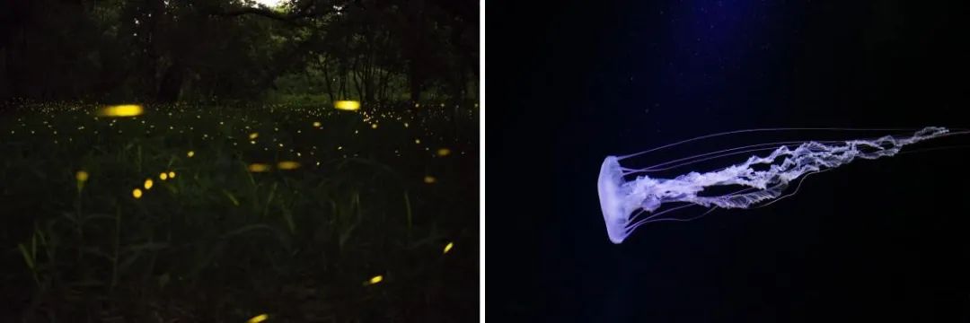 擦亮眼睛,别被误导,权威科普荧光增白剂
