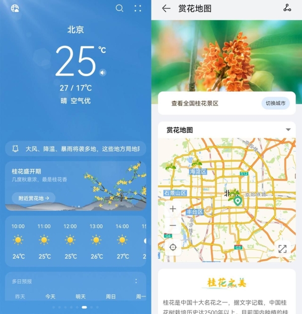 image 华为天气花期卡片推荐最佳赏花期,不错过金秋赏桂好时节