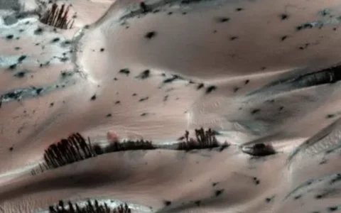 NASA发布火星照片拍下“灌木丛”？专家称照片是真实的