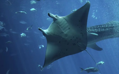 曼塔网络（Manta Network）发行代币后遭遇DDoS攻击