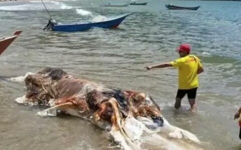 不明生物尸体被冲上马来西亚海滩