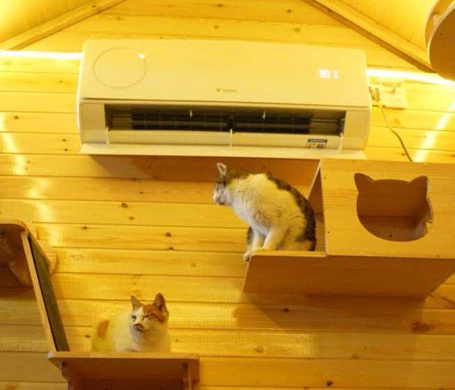 海岛、流浪猫与统帅空调:一个关于技术与温度的跨界故事