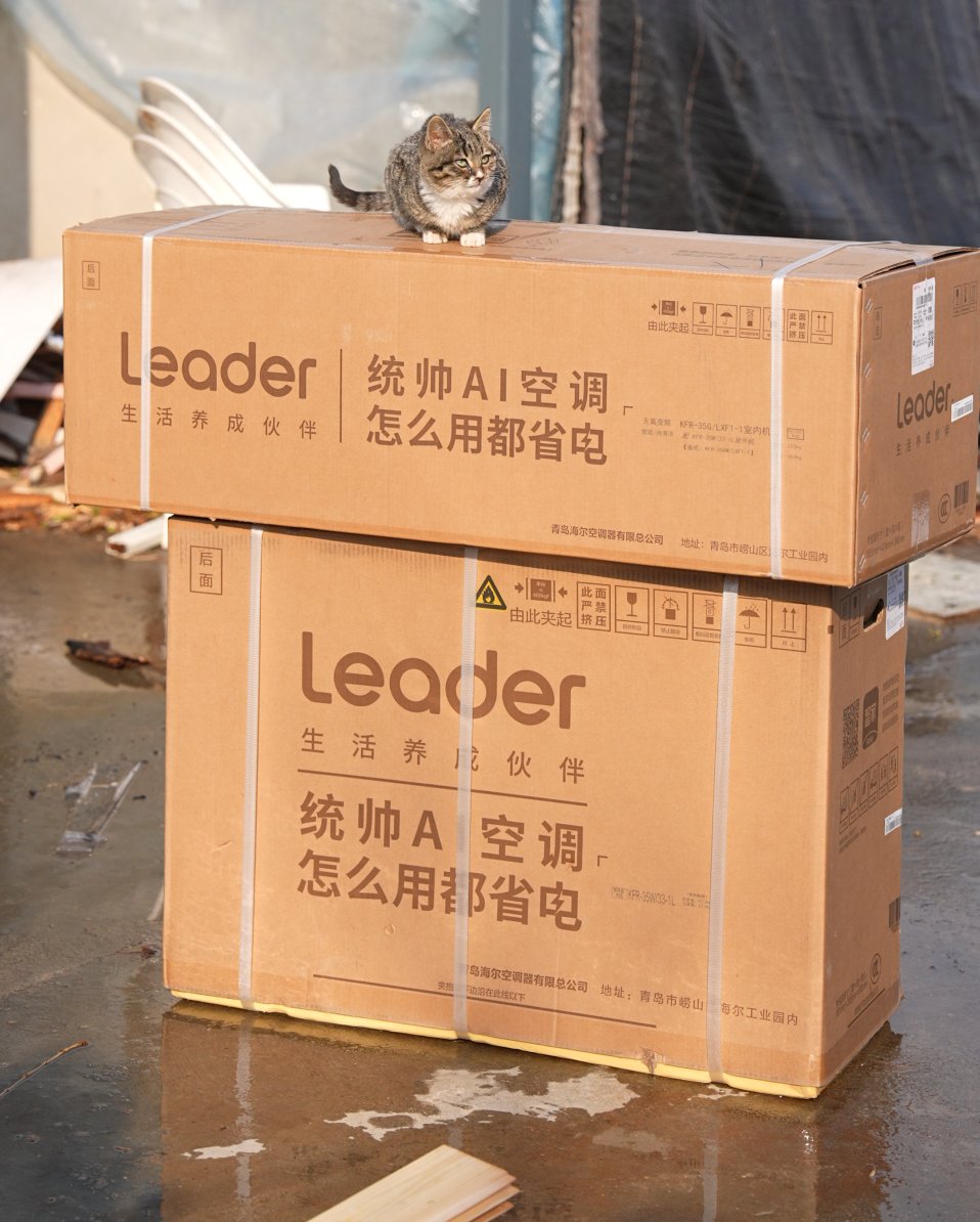 60只流浪猫的“暖冬计划”:一间猫别墅与Leader统帅的故事