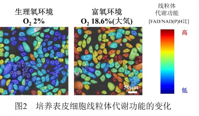 花王揭示了人体皮肤中血液循环促进表皮细胞代谢活性的机制 毛细血管扩张促进运氧量,使线粒体代谢功能更为活跃