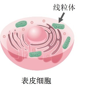 花王揭示了人体皮肤中血液循环促进表皮细胞代谢活性的机制 毛细血管扩张促进运氧量,使线粒体代谢功能更为活跃
